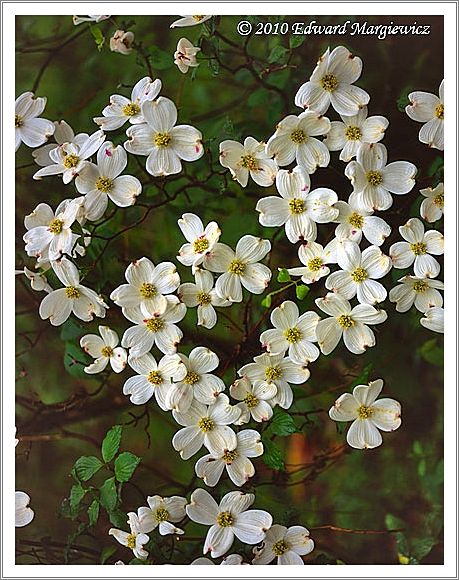 450656   Dogwood blossoms in a heart shaped pattern, a verticle view